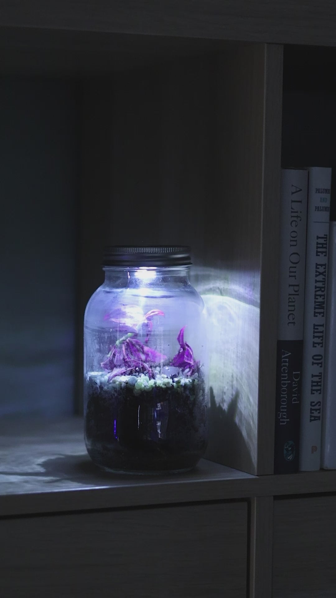Terrarium med solcelle