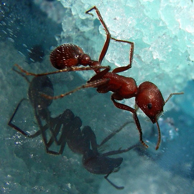 Maurkvarium - Nerdebutikken